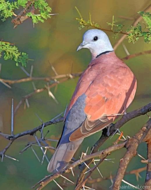 Adamawa Turtle Dove Painting By Numbers Kits