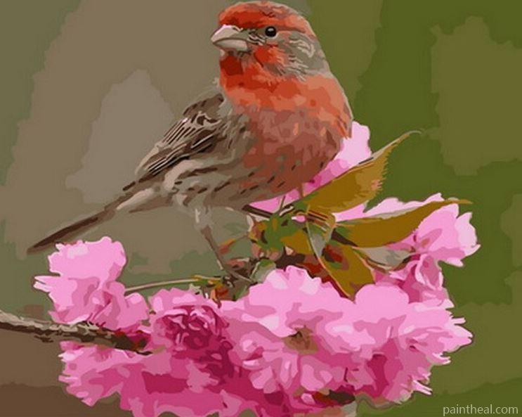 House Finch Bird Painting By Numbers Kits