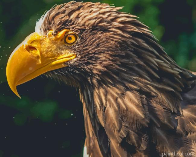 Eagle Bird With Yellow Beak Painting By Numbers Kits