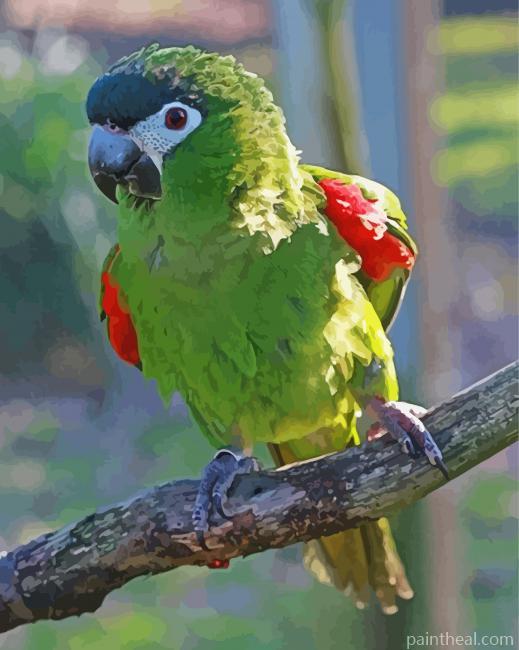 Aesthetic Hahns Macaw Painting By Numbers Kits