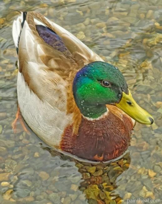 Mallard Duck Painting By Numbers Kits
