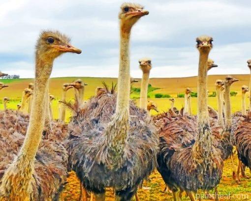 Ostriches In A Field Painting By Numbers Kits