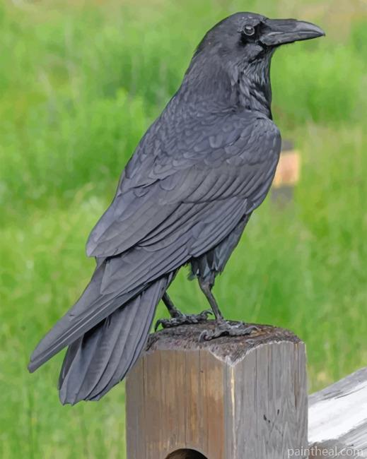Ravens Bird Painting By Numbers Kits