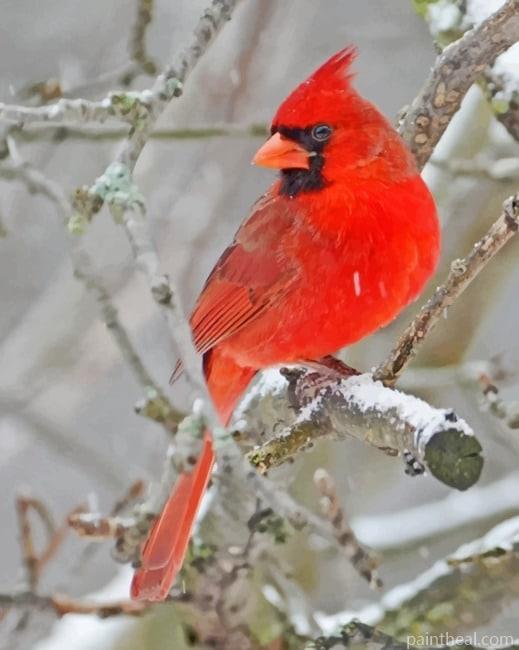 Northern Cardinal Bird On Tree Painting By Numbers Kits