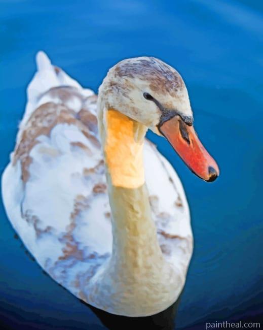 Swans Duck Painting By Numbers Kits