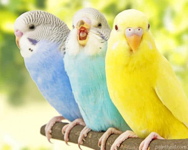 Parakeet Birds Painting By Numbers Kits