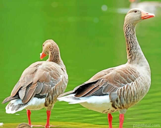 Goose Ducks Painting By Numbers Kits
