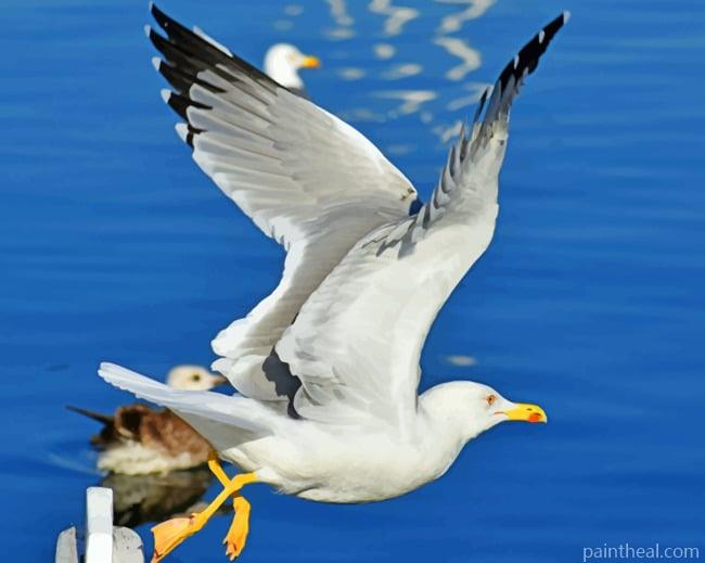 Sea Gull Flight Painting By Numbers Kits