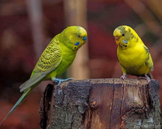 Two Yellow Budgie Birds Painting By Numbers Kits