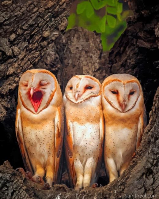 Three Owl Babies Painting By Numbers Kits