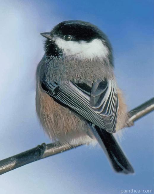 Cute Chickadee Painting By Numbers Kits