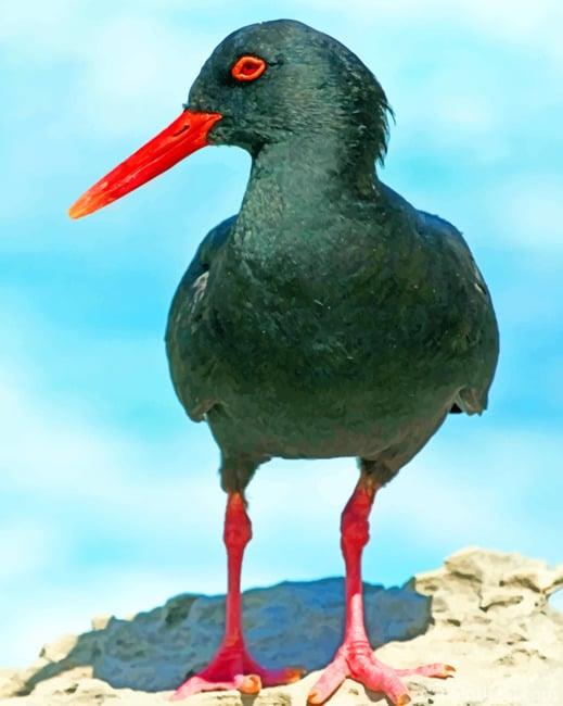 African Black Oystercatcher Painting By Numbers Kits