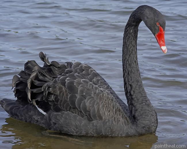 Big Black Swan With Red Mouth Painting By Numbers Kits