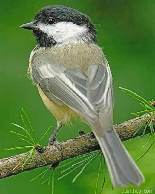 Little Chickadee Bird Painting By Numbers Kits