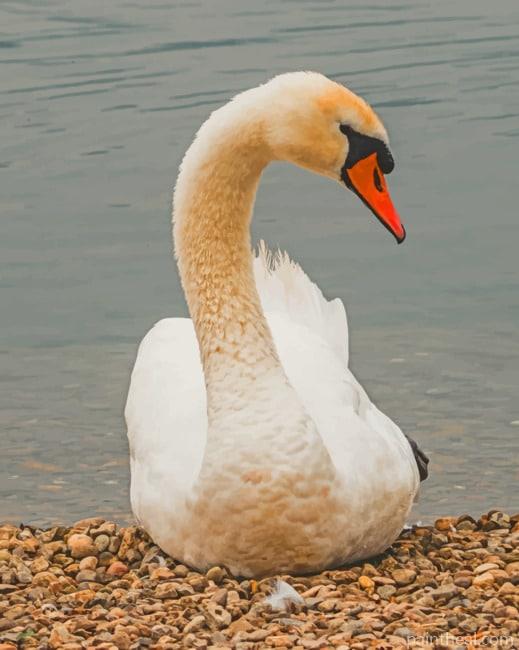 Mute Swan Duck Painting By Numbers Kits