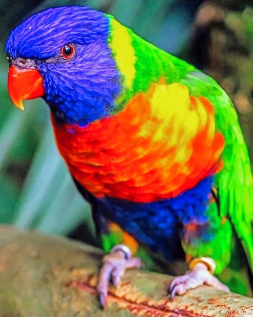 Rainbow Lorikeet Painting By Numbers Kits