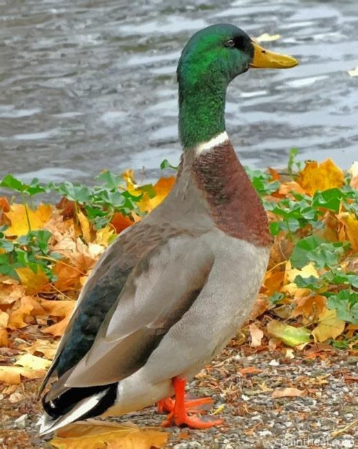 Mallard Duck Bird Painting By Numbers Kits