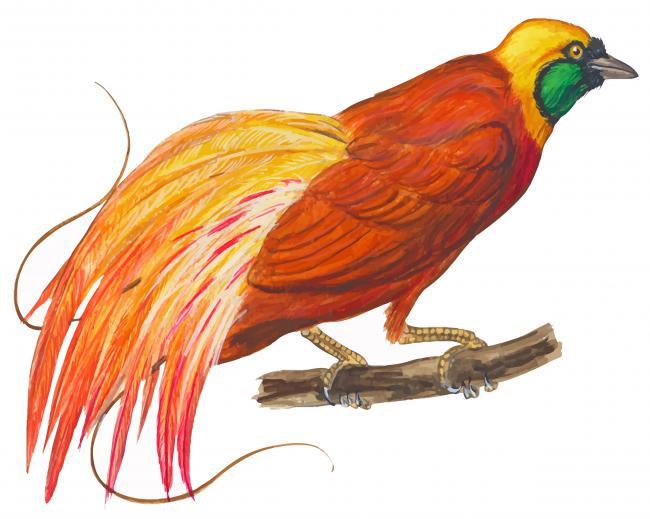 Bird Of Paradise Art Painting By Numbers Kits