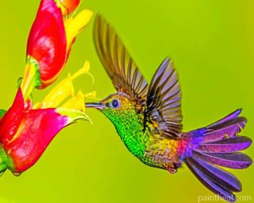 Humming Bird Painting By Numbers Kits