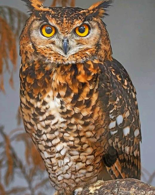 Brown Owl Painting By Numbers Kits