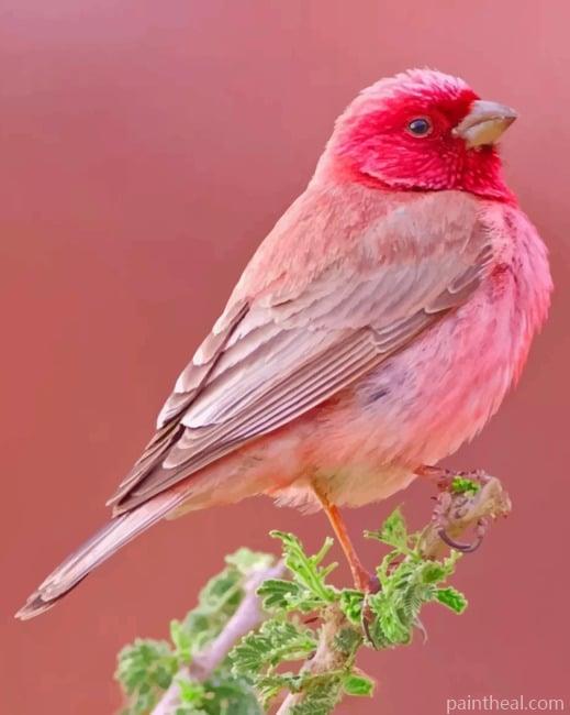 Pink Bird Painting By Numbers Kits