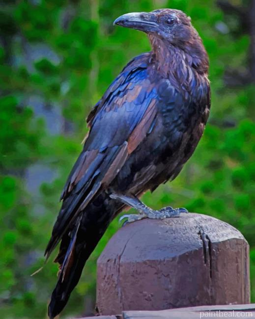 American Crow Painting By Numbers Kits