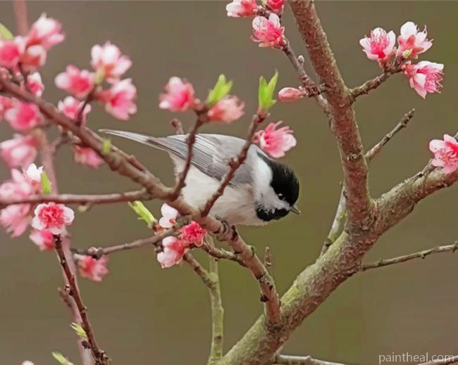 Chickadee And Cherry Blossom Painting By Numbers Kits