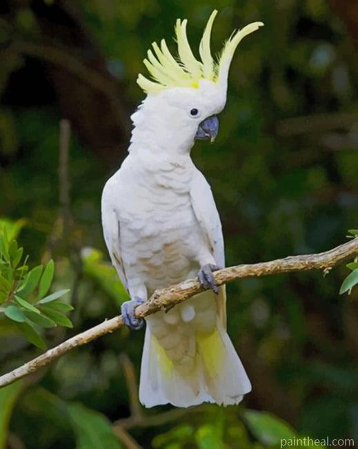 Sulphur Crested Cockatoo On Tree Painting By Numbers Kits