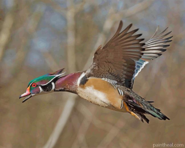 Wood Duck Painting By Numbers Kits