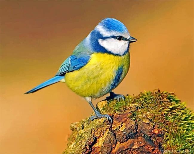 Eurasian Blue Tit Painting By Numbers Kits