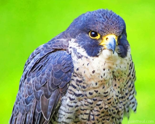 Hawk Bird Species Painting By Numbers Kits