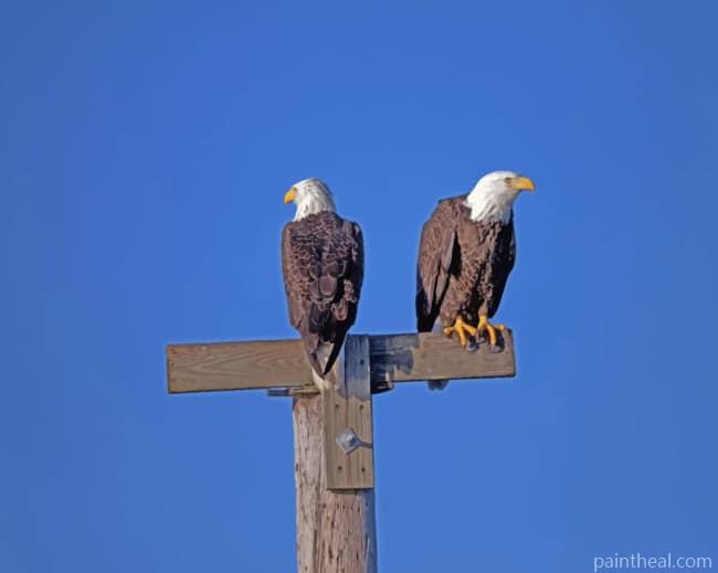Bald Eagle Couple Painting By Numbers Kits