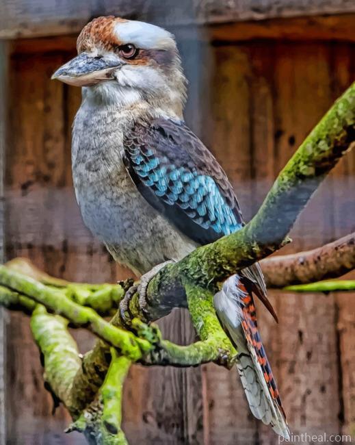 Laughing kookaburra On Tree Painting By Numbers Kits