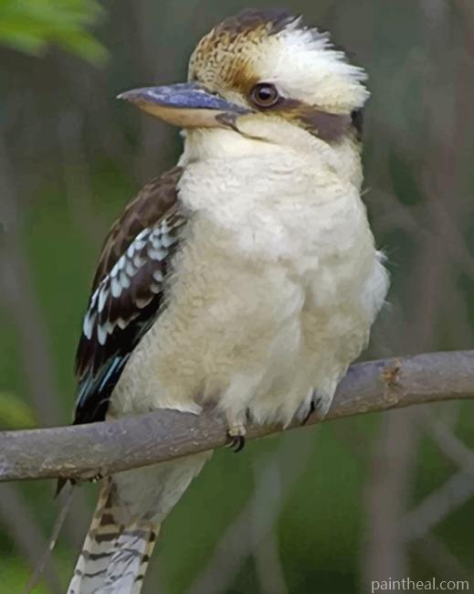 Kookaburra Bird On Tree Painting By Numbers Kits