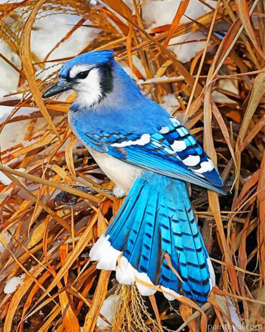Blue Jay Painting By Numbers Kits