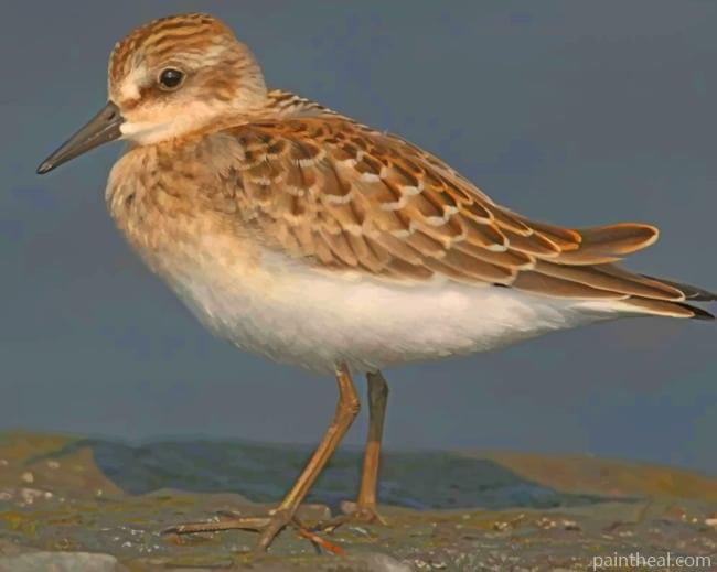 Dunlin Bird Painting By Numbers Kits