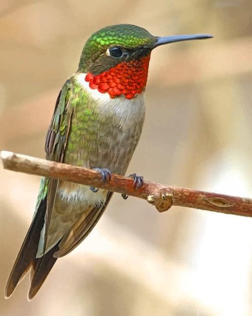 Ruby Throated Hummingbird Painting By Numbers Kits