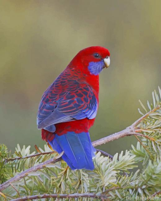 Rosellas Bird Painting By Numbers Kits