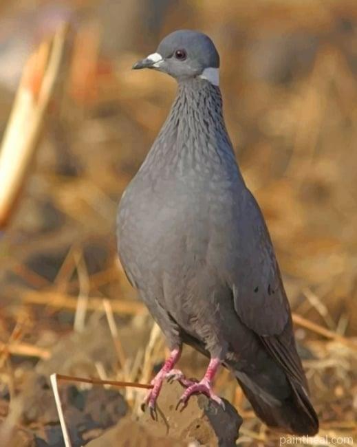 Columbidae Bird Painting By Numbers Kits