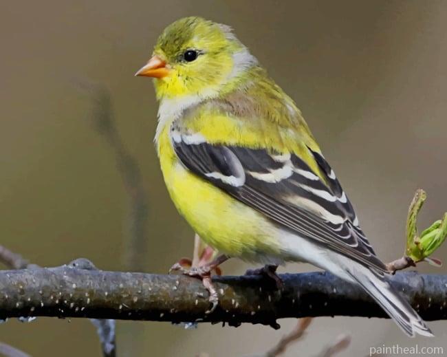American Goldfinch Painting By Numbers Kits
