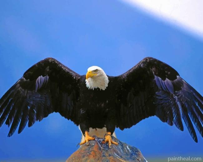 American Black Bald Eagle Painting By Numbers Kits