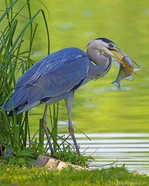Grey Heron With Fish Painting By Numbers Kits