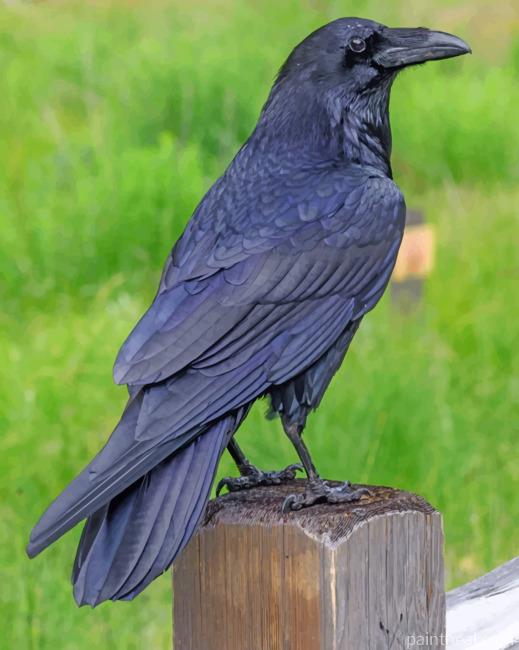 Raven Bird Painting By Numbers Kits