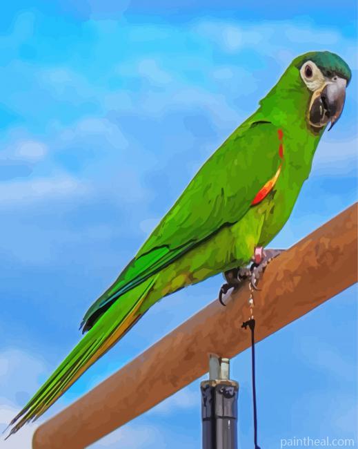 Hahns Macaw Bird Painting By Numbers Kits