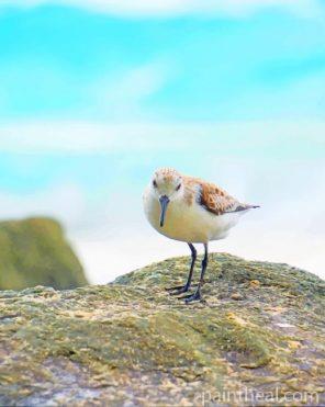 Cute Sandpiper Painting By Numbers Kits