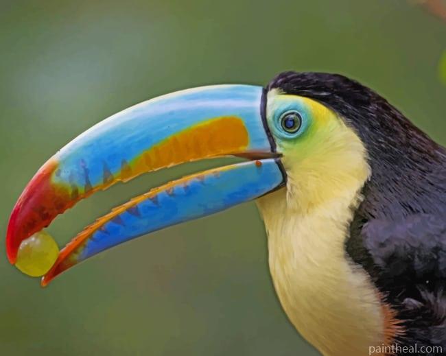 Toucan Colorful Bird Painting By Numbers Kits