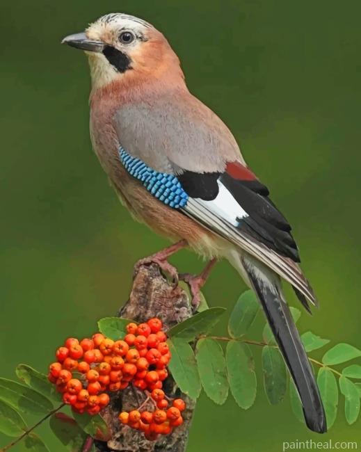 Eurasian Jay Bird Painting By Numbers Kits