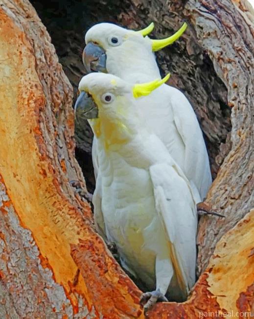 Sulphur Crested Cockatoo Painting By Numbers Kits