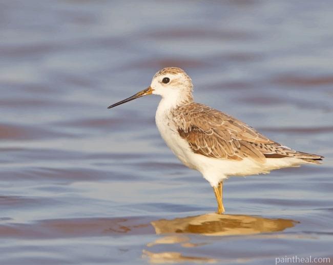 Marsh Sandpiper Painting By Numbers Kits