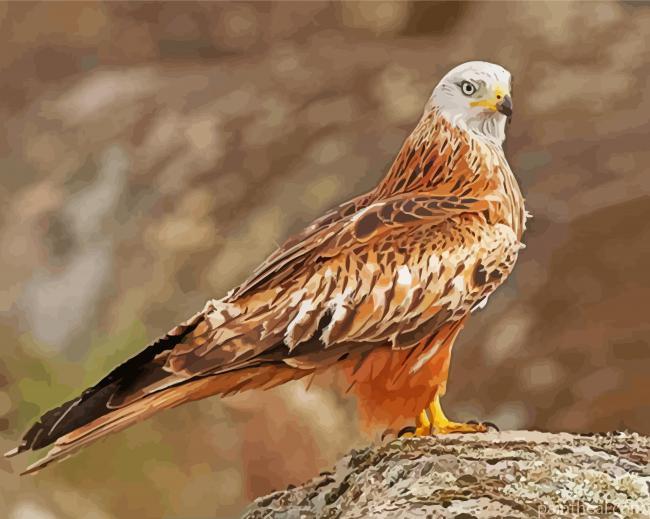 Red Kite Bird Painting By Numbers Kits